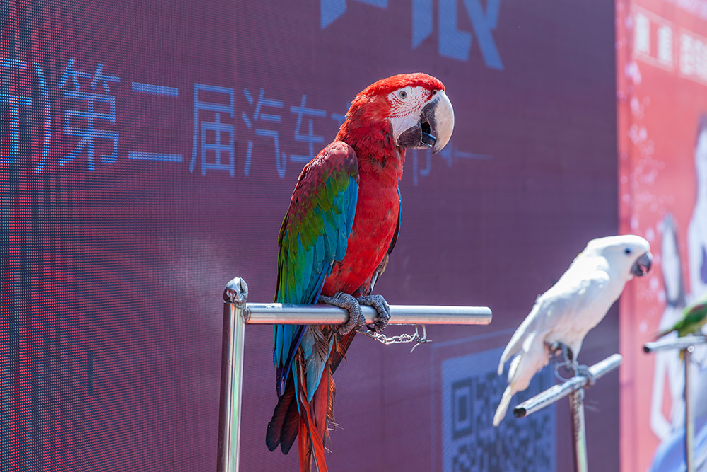 【車(chē)展第一天】遇到那個(gè)TA，放棄蘋(píng)果8......