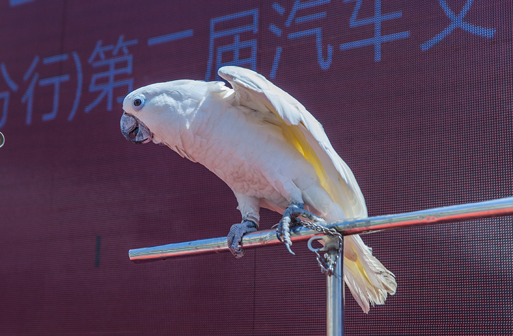 【車(chē)展第一天】遇到那個(gè)TA，放棄蘋(píng)果8......